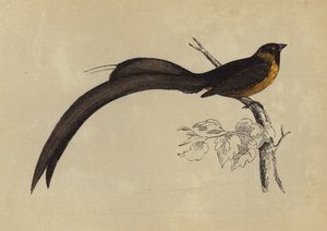 Whidah Finch (litografia a cores) de English School