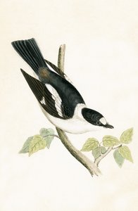 White Collared Flycatcher, ilustração de "Uma História das Aves da Europa não Observado nas Ilhas Britânicas", de Charles Robert Bree (1811-1886), publicado em 1867