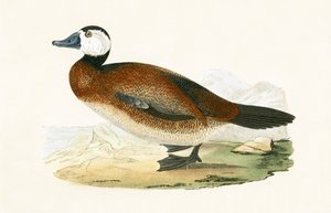 Pato de Cabeça Branca, ilustração de "Uma História dos Pássaros da Europa Não Observados nas Ilhas Britânicas", de Charles Robert Bree (1811-1886), publicado em 1867 de English School