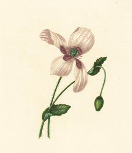 Papoila branca, Papaver Somniferum (litografia a cores) de English School