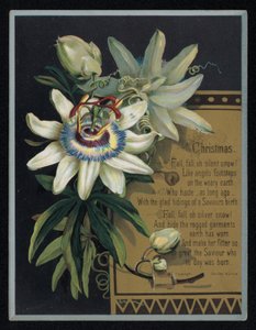 Flor branca da paixão, cartão de boas festas de Natal. (chromolitho) de English School