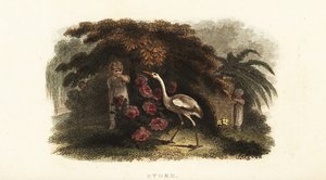 Cegonha branca, Ciconia ciconia, brincando de esconde-esconde com crianças em um jardim de English School