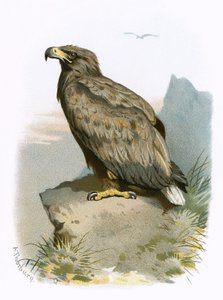 Águia de cauda branca