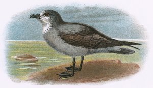 Petrel cinzento de garganta branca