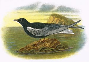 White Tern preto alado