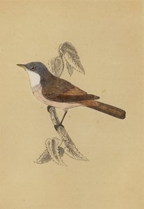 Garganta branca (cor litho) de English School