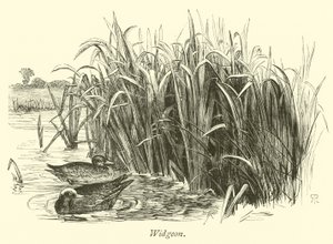 Widgeon de English School