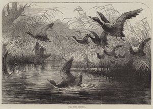 Tiroteio de aves selvagens (gravação) de English School