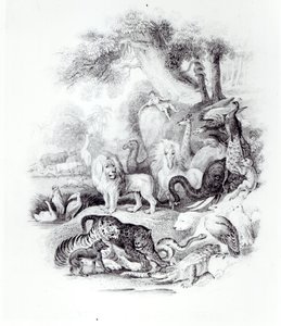 Animais Selvagens de &39;Uma História da Terra e Natureza Animada&39; de Oliver Goldsmith, Londres, 1840 de English School