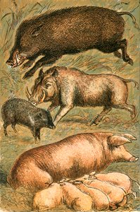 Javali, Verruga, Pecari, Porca e Porco de English School
