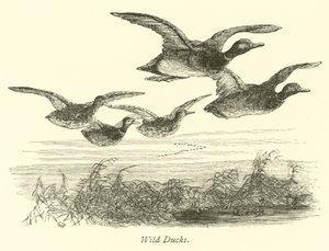 Patos selvagens de English School