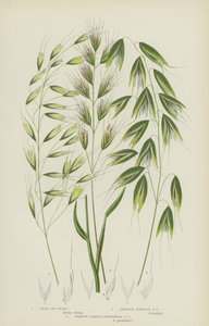 Erva de Aveia Selvagem, Erva de Aveia Pontiaguda, Erva de Aveia Perene Folhada Estreita (cor litho) de English School