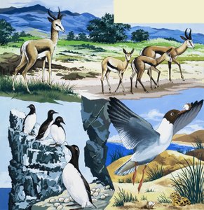 Montagem de animais selvagens de English School