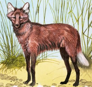 Cão selvagem de English School