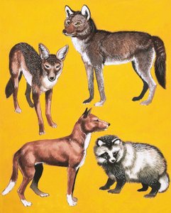 Montagem de cães selvagens de English School
