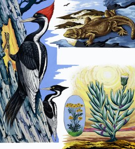 Montagem de animais selvagens de English School