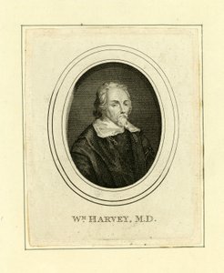 William Harvey de English School