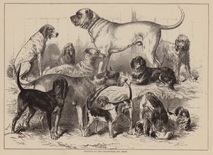 Vencedores da Exposição Canina de Birmingham (gravura) de English School
