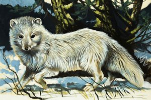 Lobo de English School