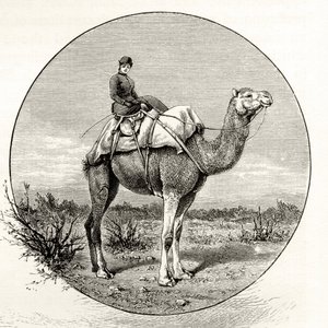 Mulher em um camelo na Austrália, c.1880, de "Fotos australianas", de Howard Willoughby, publicado pela Religious Tract Society, Londres, 1886 de English School