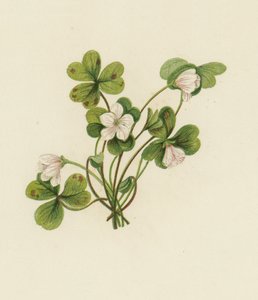 Wood-Sorrel, Oxalis Acetosella (cor litho) de English School