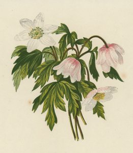 Anémona da madeira, Anémona Nemorosa (litografia a cores) de English School