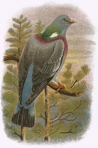 Pombo da floresta