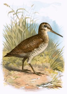 Galinhola