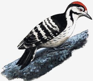 Pica-pau (Downy Woodpecker) de English School