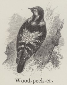 Pica-pau (gravura) de English School