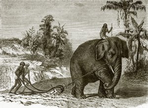 Elefante trabalhando no Ceilão de English School