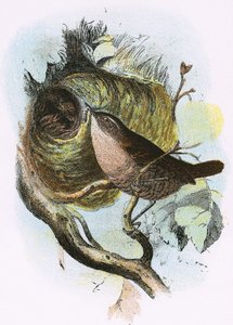 Carriça