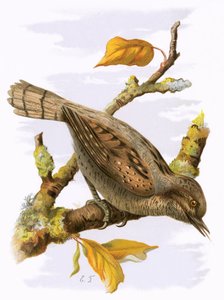 Torcicolo