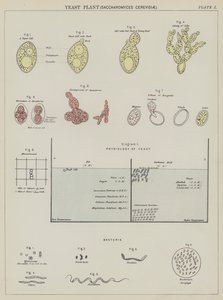 Planta de levedura, Saccharomyces Cerevisiae (litografia a cores) de English School