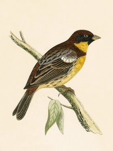 Yellow Breasted Bunting, ilustração de "Uma História das Aves da Europa Não Observadas nas Ilhas Britânicas", de Charles Robert Bree (1811-1886), publicada em 1867 de English School