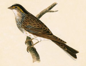 Yellow Browed Bunting, ilustração de "Uma História das Aves da Europa Não Observadas nas Ilhas Britânicas", de Charles Robert Bree (1811-1886), publicado em 1867