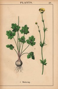 Ranúnculo amarelo, de "The Instructive Picturebook, or Lessons from the Vegetable World," [Charlotte Mary Yonge], Edimburgo de English School
