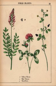 Trevo amarelo, trevo vermelho e saintfoin ou sanfoin  , de "The Instructive Picturebook, or Lessons from the Vegetable World," [Charlotte Mary Yonge], Edimburgo de English School