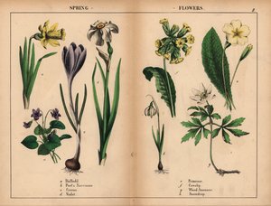Narciso amarelo, narciso do poeta branco, açafrão roxo, violeta roxo, prímula amarela, prímula amarela, anêmona de madeira branca e floco de neve branco.   , de "The Instructive Picturebook, or Lessons from the Vegetable World," [Charlotte Mary Yonge], Edi de English School