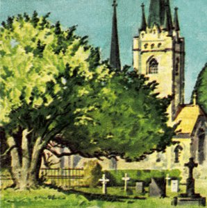 Teixo em um pátio da igreja de English School