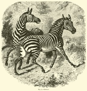 Zebras de English School