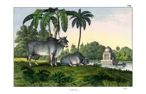 Zebu de English School