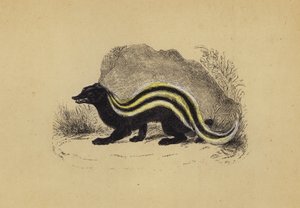 Zorilla (litografia a cores) de English School