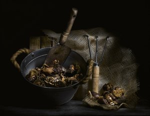 Cogumelos colhidos na natureza e ferramentas de Enrico Sottocorna