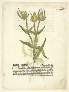 Cardo (reto) e botões de cardo (verso) de Gart Der Gesundheit (também chamado Hortus sanitatis, ou Jardim da Saúde), Prato 32 de xilogravuras de livros do século XV