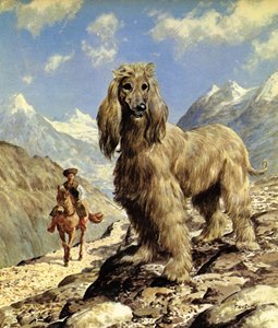 Afghan Hound (litografia a cores)