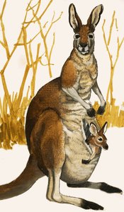 Canguru