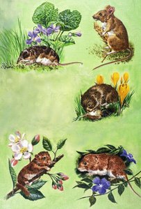 Ratos, ratazanas e musaranhos