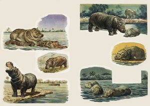 Espreitadelas na Natureza: O Hipopótamo
