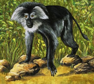 Macacos estranhos